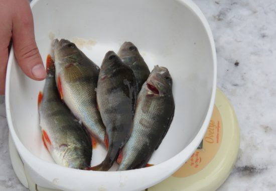 Komeita ahvenia. Pilkkikisat 2018.
