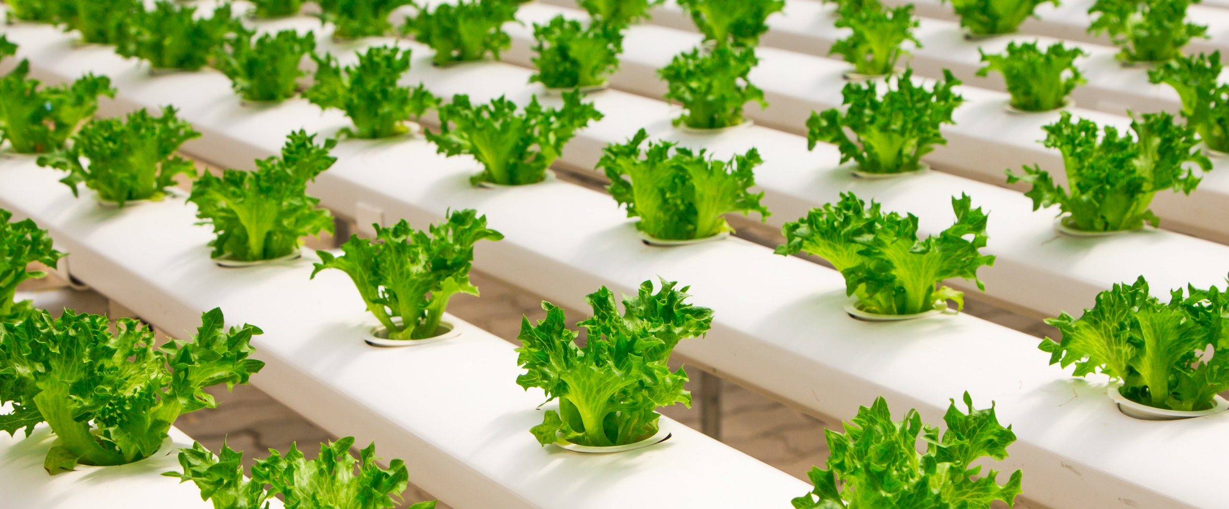 basil-bunch-cultivation-348689 Elintarvike