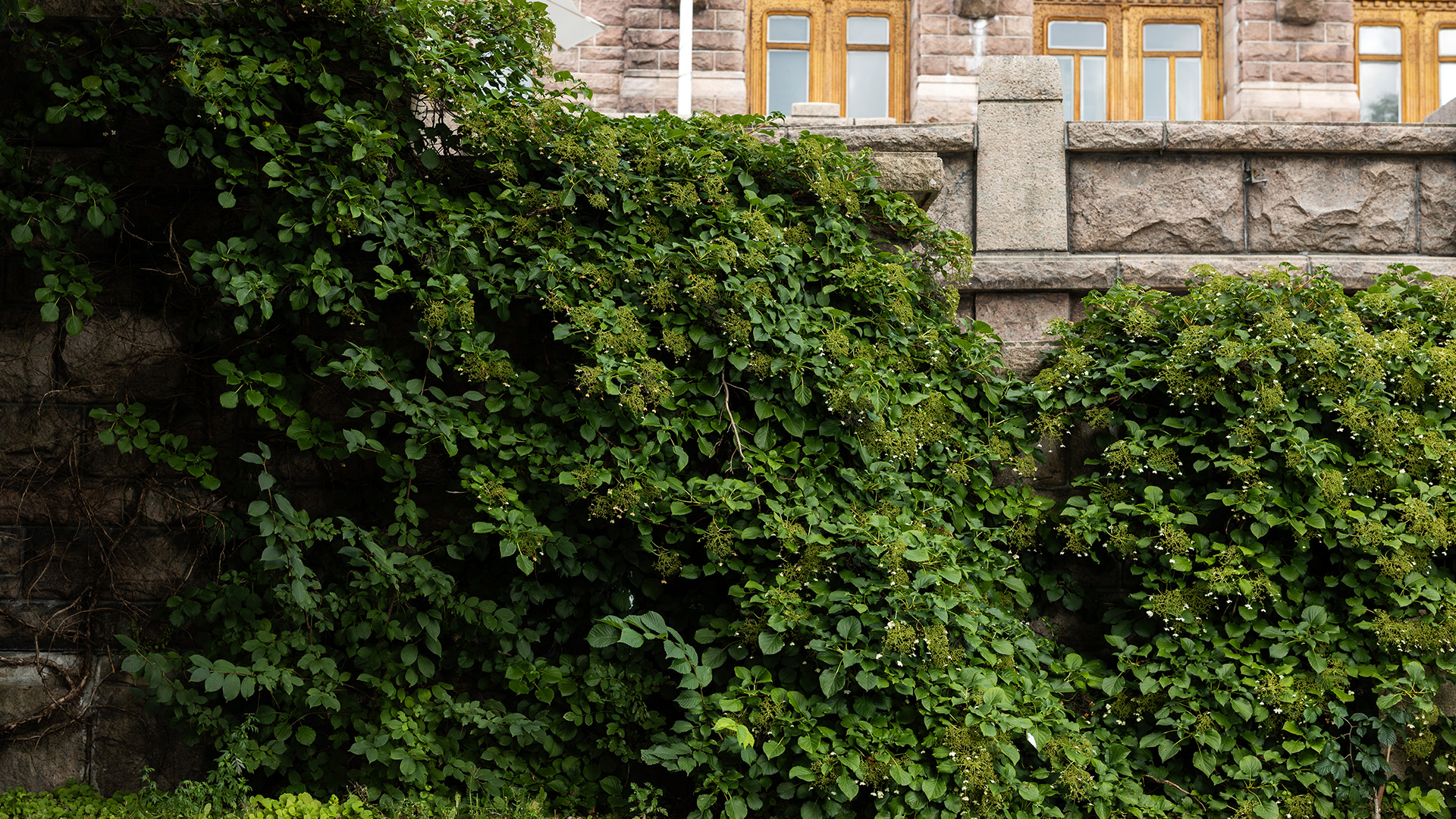 Historic stone building facade partially covered by dense green climbing ivy, with wooden-framed windows and carved stone details above.